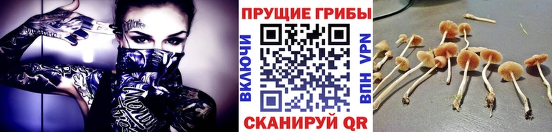 наркота  Тверь  Галлюциногенные грибы Cubensis 